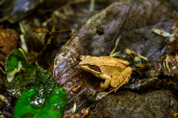 Naklejka premium a little brown frog in the woods