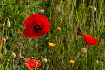 Bright red wild poppies, yellow dandelions and a flying bee, in the springtime. 