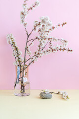 Glass vase with a cherry flowers branches on a pink wall. Minimalistic composition of natural materials.