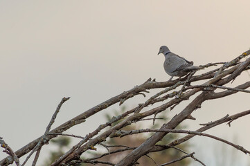 Colomba sui rami spogli