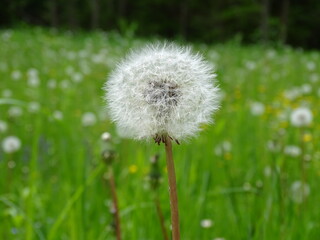 dandelion in the grass