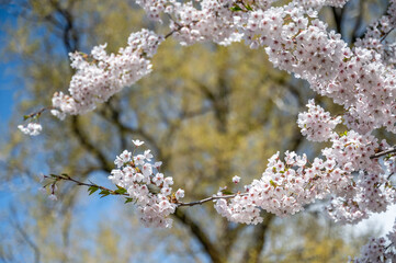 Cherry blossom embracing spring in city park Stromparken in Norrkoping, Sweden
