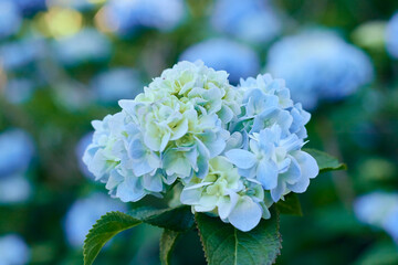 あじさい園のあじさい