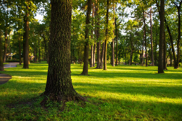 Fototapeta na wymiar Public park with a green lawn and trees, illuminated by the sun.