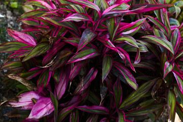 青空と鮮やかな観葉植物(コルジリネ・ターミナリス)の葉