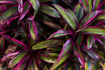 青空と鮮やかな観葉植物(コルジリネ・ターミナリス)の葉