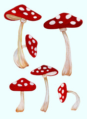Watercolor Gouache Illustration Hand Painted Toxic Mushrooms Clipart