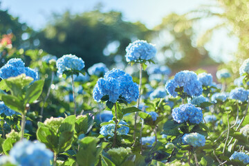 あじさい園に咲くあじさいの花