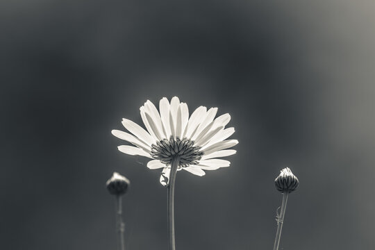 daisy flower back view