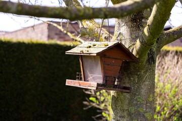 A wooden bird feeder house hanging from a branch against the trunk of a tree in a garden. It has a plastic container where seeds and other bird food can be stored, so birds can eat in winter.