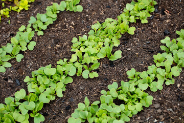 Background of fresh lettuce salad growth on the ground soil in the garden in spring season.