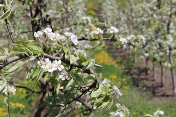 Pear orchard in bloom. Organic gardening without herbicides.