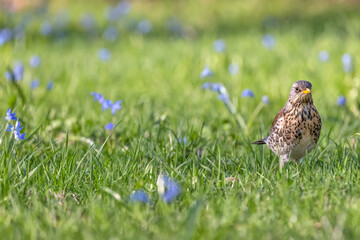 fieldfare between grass and spring blue flowers