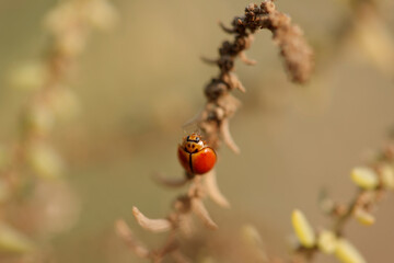 Little red Ladybug on the grass in stuffy enivorment