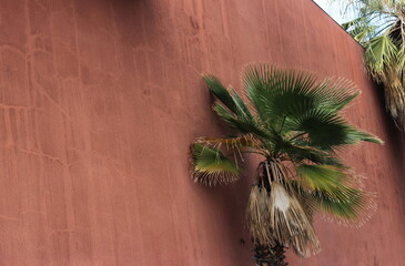 Palm Springs Corner