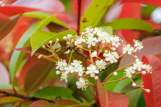 247 Best ロビン Images Stock Photos Vectors Adobe Stock