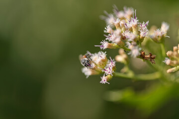 bee harvesting food from flower with copy space