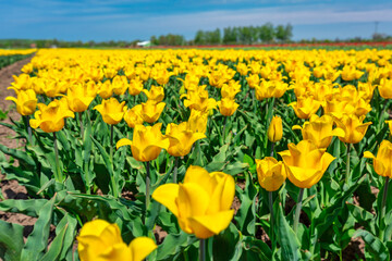 Beautiful blooming field of yellow tulips in northern Poland