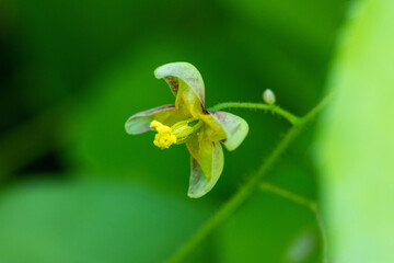 Epimedium alpinum, the alpine barrenwort in the forest