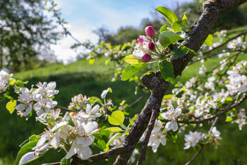 apple blossom under blue sky
