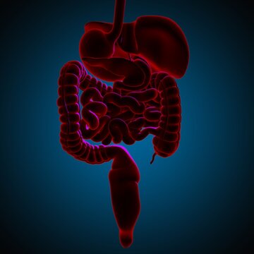 Human Digestive System Anatomy For Medical Concept 3D Rendering