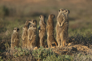 Meerkats family woke up early morning and went hunting in Oudshorn, South Afrcia