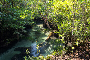 Obraz premium Tha Pom Khlong Song Nam in summer, Krabi