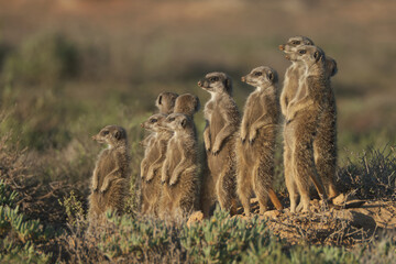 Naklejka na ściany i meble Meerkats family woke up early morning and went hunting in Oudshorn, South Afrcia