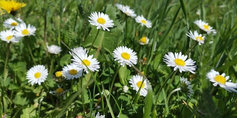 Fototapeta premium daisies in the grass