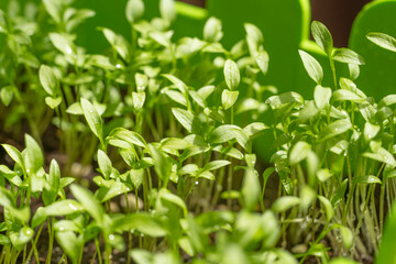 Fototapeta na wymiar Grown seedlings at home in a container.