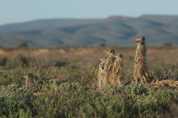 Meerkats family woke up early morning and went hunting in Oudshorn, South Afrcia