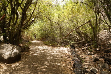 camino naturaleza bosque