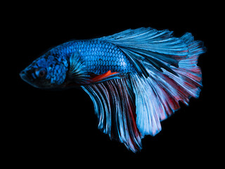 Photo of close range betta fish Focus on the body and tail of the fish. Split black background