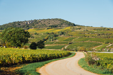 Fototapeta na wymiar Un paysage de vigne en automne. Une route dans le vignoble. La Côte-d'Or en Bourgogne. La viticulture automnale. Un chemin touristique en Bourgogne.