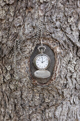 Old pocket watch hanging on the background of the bark of a tree