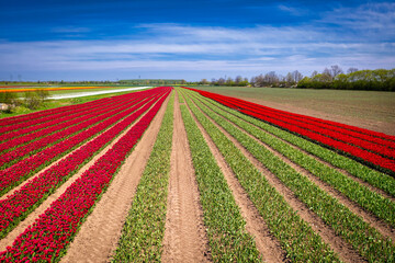 Beautiful blooming field of colorful tulips in northern Poland