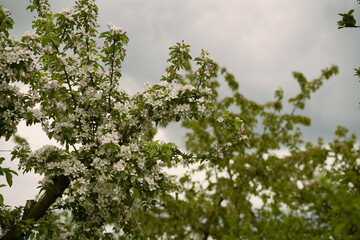 details and whole flowers in spring days