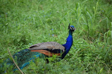 Peacock in the meadow.