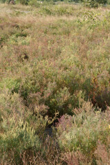 Overgrowned grass brush background texture