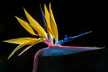 Bird of paradise flower