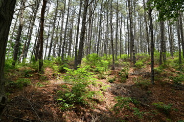 spring forest with tall trees and green leaves