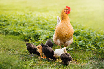 Naklejka na ściany i meble Happy Free Range chicken - Hen with Chicks Eating in a Meadow on Organic Farm