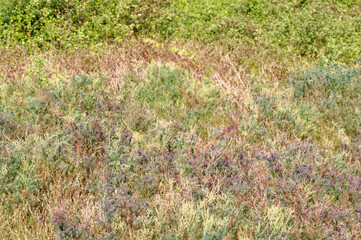 Overgrowned grass brush background texture