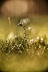 Meadow bokeh  © Anna