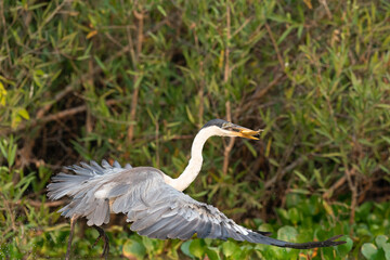 The cocoi heron (Ardea cocoi)