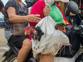 Woman carrying the alive hens © Mirek