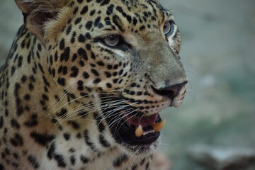 Naklejka na ściany i meble The head shot of Indian leopard.