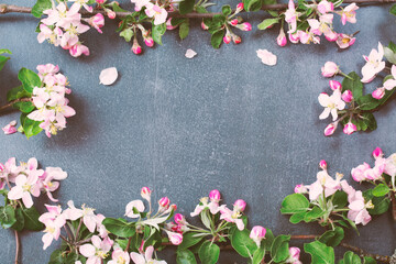 Fototapeta na wymiar apple flowers on dark background, spring blossom