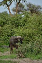 Fototapeta premium Shy