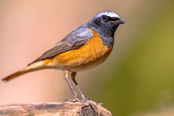 Common redstart perched on branch of tree